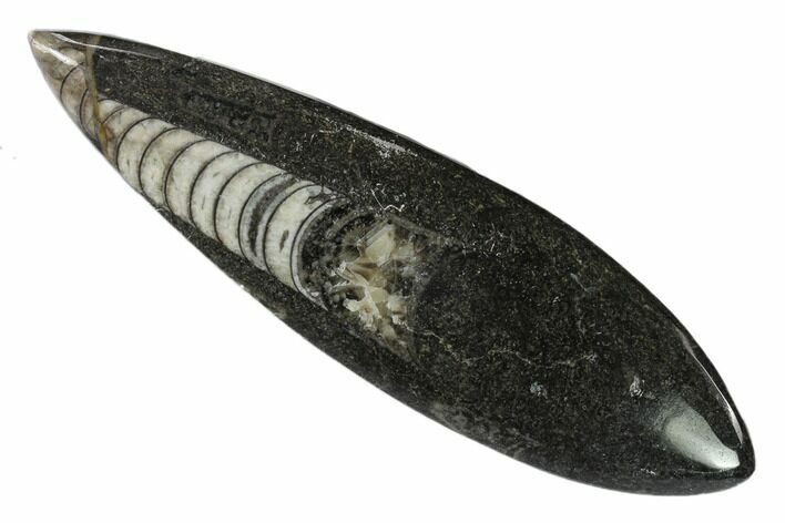 Polished Fossil Orthoceras (Cephalopod) - Morocco #138271